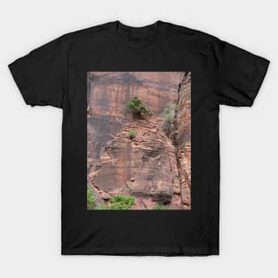 Bonsai In Rock Wall T-Shirt